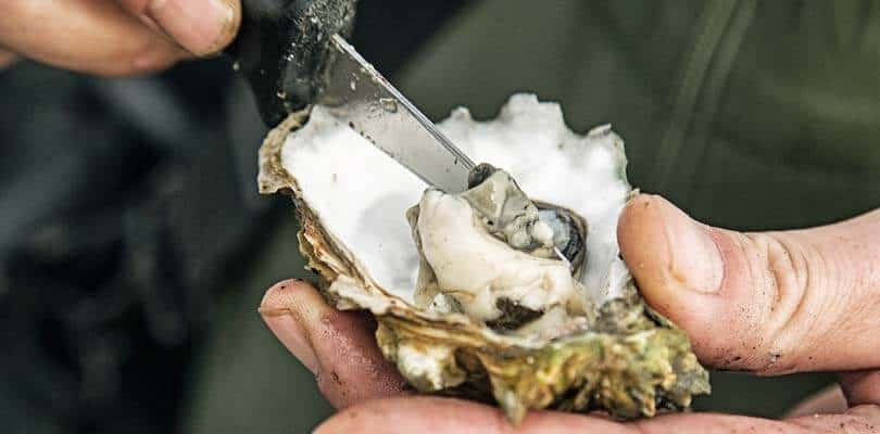 Austern in der Nordsee - Austern sammeln