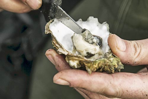 Austernsafari in der dänische Nordsee - Austern sammeln