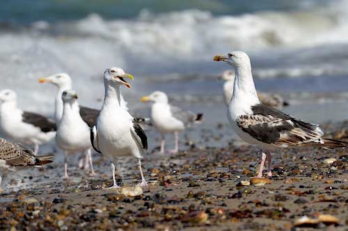 Möwen auf Romo Strand, Dänemark