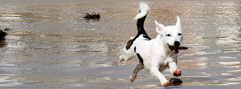 Ferienhaus Römö mit Hund - Insel Romo Dänemark