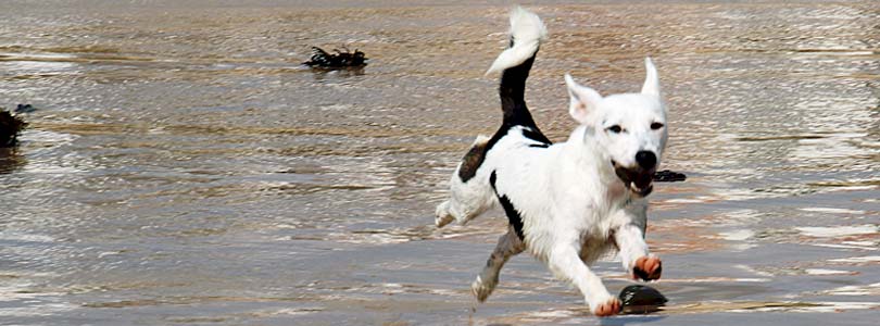 Afbrydelse pisk klar Poolhaus Dänemark mit Hund | Ein Land, in dem Hunde willkommen sind.