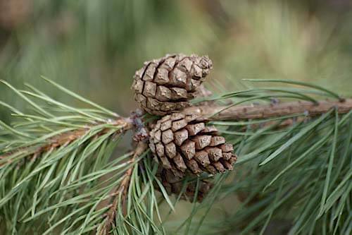 Kirkeby Plantage auf Römö in Dänemark