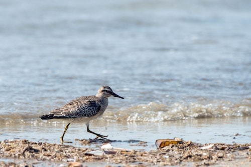Vögel auf Romo Strand,