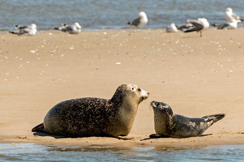 Robben/Seehunde am Strand - Römö Wattwanderung