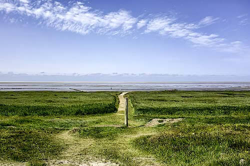 Salzwiesen - Strandwiesen - Marschland - Wattenmeer