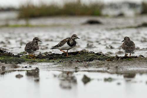 Wattenmeer Weltnaturerbe