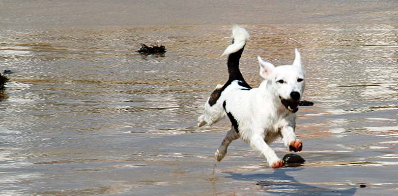 Poolhaus Hund | Ein Land, dem Hunde willkommen sind.