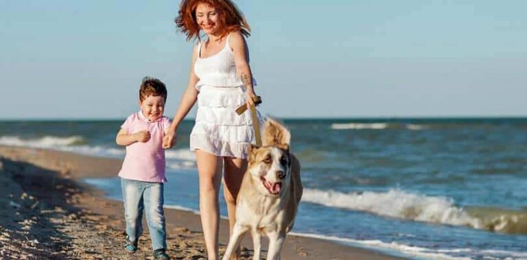 Ferienhaus Römö mit Hund Dänemark Einreisebestimmungen