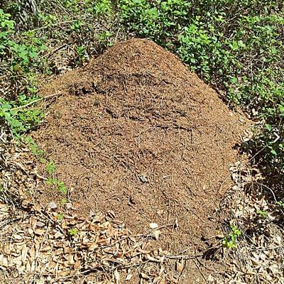 Ameisenhügel auf der Insel Römö in Dänemark