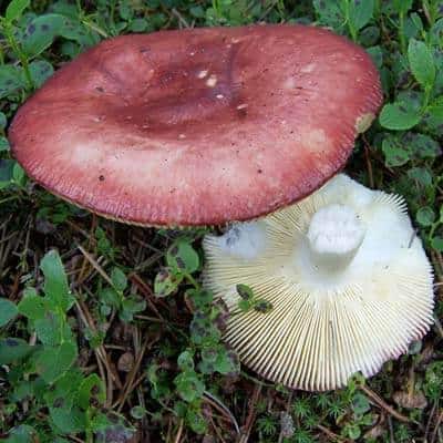 Apfektäublinge auf der Insel Romo in Dänemark