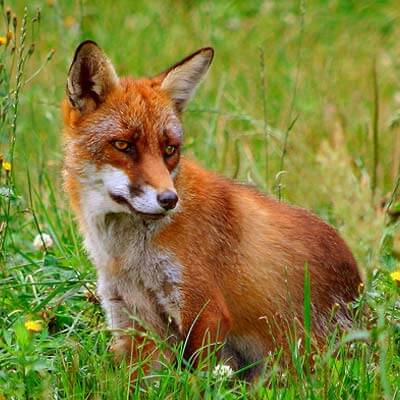 Der Fuchs auf der Insel Römö in Dänemark