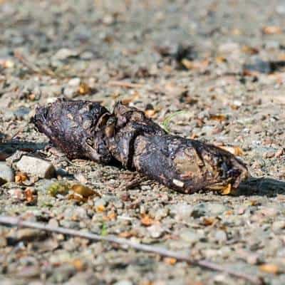Fuchs Kot auf der Insel Römö in Dänemark