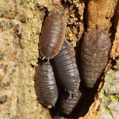 Kellerassel auf der Insel Romo/Dänemark