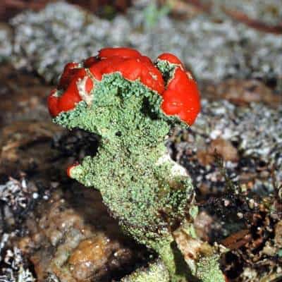 Scharlach-Becherflechte auf der Insel Romo/Dänemark