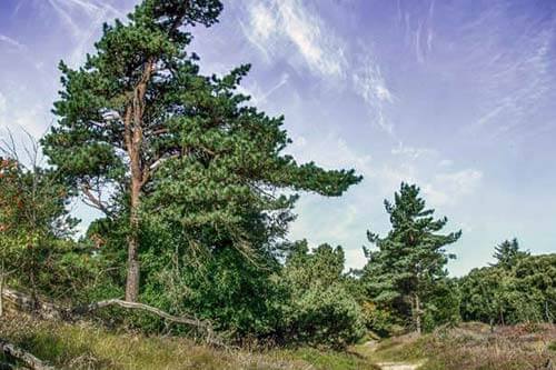In den Wald auf der Insel Römö wandern