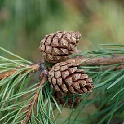 Waldkiefer Zapfen auf der Insel Römö in Dänemark