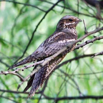 Der Ziegenmelker auf der insel Romo in Dänemark